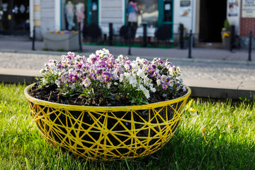 NOWY TARG, POLAND - APRIL 29, 2024: Street flower decoration made of pansies.