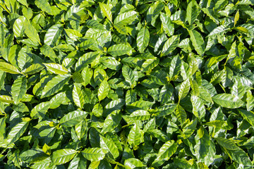 Small coffee plant in the growth phase, growing in a greenhouse in Brazil. Detail of organic green...