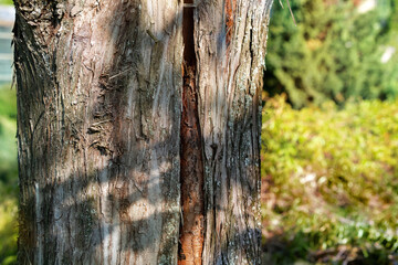 Fototapeta premium Metasequoia glyptostroboides, the dawn redwood in the spring.Tree trunk