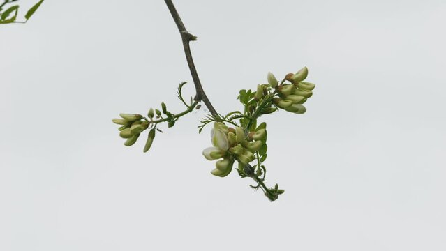 Close-up footage of a beautiful Black locust (Robinia pseudoacacia) flower swaying on the wind with a misty white sky in the background