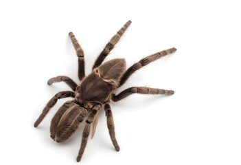 A large tarantula spider with hairy legs and body, resting on a white background - obrazy, fototapety, plakaty