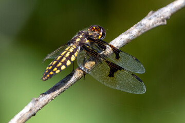 Eine madegassisches Silberwitwe Libellen Weibchen in der Seitenansicht auf einem Ast sitzend
