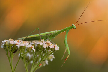 mantis at sunrise, mantis religiosa, green mantis, common mantis, insect grasping legs, anatomy,...