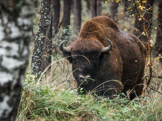 european bison in the forest, wisent in the forest thicket, bison bonasus, adult male bison, bialowieza, poland, single bison, large wild mammal, bull, horns, brown, fur