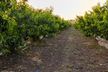 Captured in golden light, rows of apricot trees stretch into the horizon in a serene orchard scene, evoking the tranquility of rural springtime