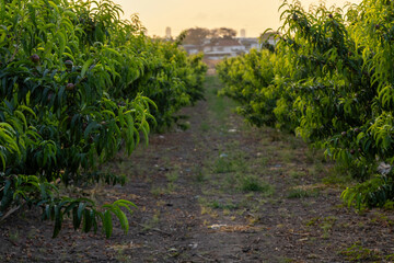 Captured in golden light, rows of apricot trees stretch into the horizon in a serene orchard scene,...