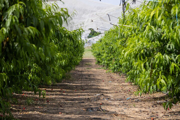 Captured in golden light, rows of apricot trees stretch into the horizon in a serene orchard scene,...