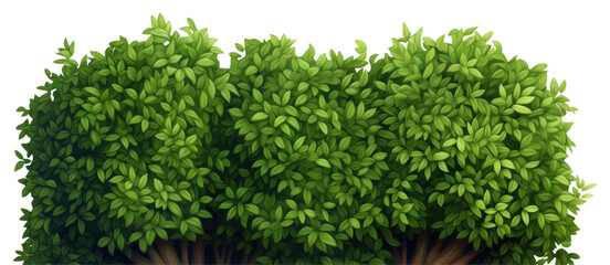 Fototapeta premium PNG Bush plant hedge green.