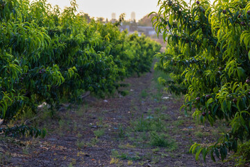 Captured in golden light, rows of apricot trees stretch into the horizon in a serene orchard scene, evoking the tranquility of rural springtime