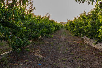 Captured in golden light, rows of apricot trees stretch into the horizon in a serene orchard scene, evoking the tranquility of rural springtime