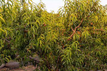 Captured in golden light, rows of apricot trees stretch into the horizon in a serene orchard scene,...