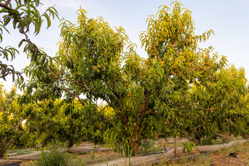 Captured in golden light, rows of apricot trees stretch into the horizon in a serene orchard scene, evoking the tranquility of rural springtime