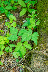 Poison ivy growing and spreading