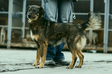 a dog in a shelter for stray dogs in the village of Kugesi in Chuvashia
