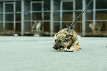 a dog in a shelter for stray dogs in the village of Kugesi in Chuvashia