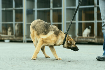 a dog in a shelter for stray dogs in the village of Kugesi in Chuvashia