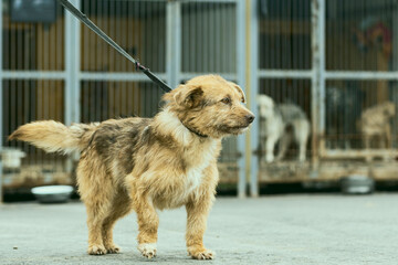 a dog in a shelter for stray dogs in the village of Kugesi in Chuvashia