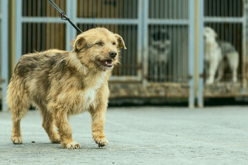 a dog in a shelter for stray dogs in the village of Kugesi in Chuvashia