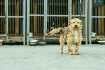 a dog in a shelter for stray dogs in the village of Kugesi in Chuvashia