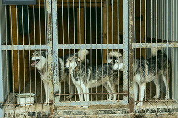 a dog in a shelter for stray dogs in the village of Kugesi in Chuvashia