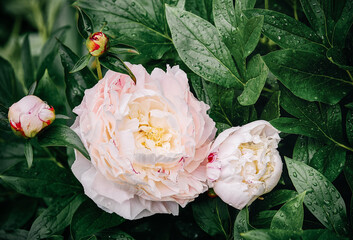 Pink peony flower blooming with green leaves in the garden. Copy space