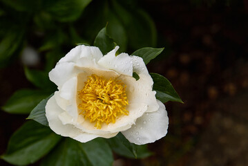 White peony flower blooming with green leaves in the garden. Copy space