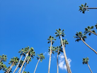 palm trees against blue sky. Background