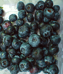 Fondo de mora azul o arándano azul Vaccinium corymbosum ideal para texturas 