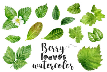 A watercolor painting of berry leaves on a white background, showcasing the beauty of this terrestrial plants leaf organs. Perfect for botanical enthusiasts and plant lovers alike. PNG