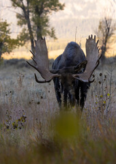 Bull Shiras Moose in Wyoming During the Fall Rut