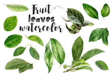 A collection of watercolor fruit leaves on a white background, showcasing the beauty and diversity of plant organisms. Includes various types of leaves from terrestrial plants, shrubs, and herbs. PNG