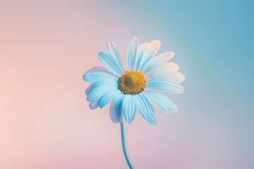 Blue Flower With Yellow Center on Pink and Blue Background