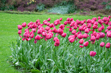 Keukenhof park of flowers and tulips in the Netherlands. Beautiful outdoor scenery in Holland