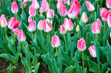 Keukenhof park of flowers and tulips in the Netherlands. Beautiful outdoor scenery in Holland