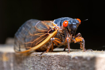 Riley's 13-year Cicada (Magicicada tredecim)