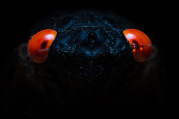 Exaggerated creepy edit of Riley's 13-year Cicada (Magicicada tredecim).