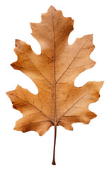 Obraz premium PNG Pressed a Oak leaf plant paper tree.