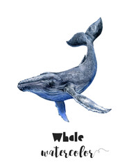 A watercolor painting of a humpback whale on a white background captures the graceful gesture of the majestic creature, with its electric blue tail and seabirds soaring above. PNG