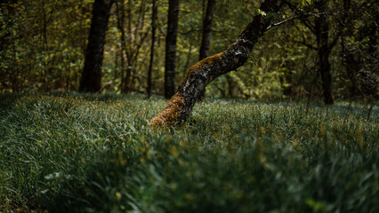 Fallen tree in the forest. A Birch tree in the forest.