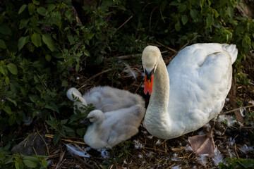 Mute swan with cygnets on the nest. The mute swan, Cygnus olor