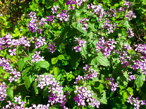 Die Bl&uuml;ten vom einj&auml;hrigen Silberblatt 
