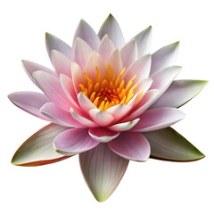 Blooming Pink Water Lily Captured in High Quality With Transparent Background