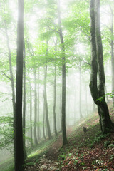 Forest trail through the trees on misty summer morning