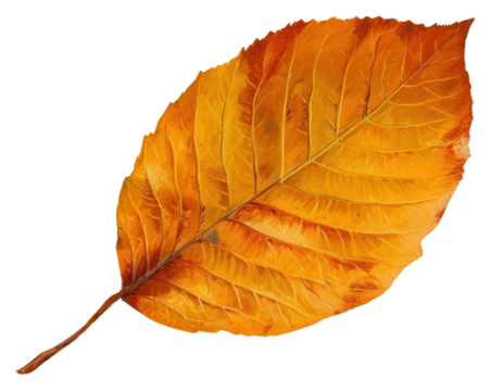 PNG An autumn leaf painting plant textured.