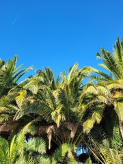 palm trees against blue sky. Background