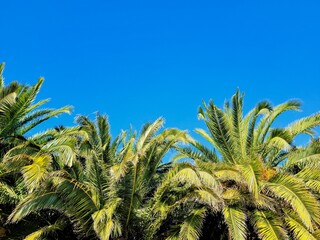 palm trees against blue sky. Background
