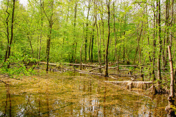 Stream Flowing through Forest 