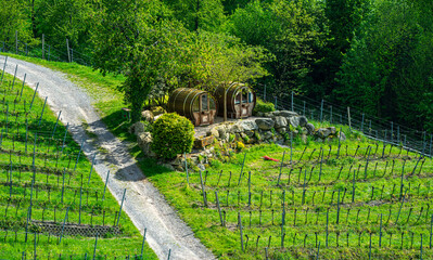 Spend the night in a wine barrel. In the vineyards of Sasbachwalden, Black Forest. Baden...