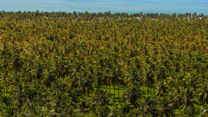 Visão aérea do coqueiral próximo a praia do Gunga em Alagoas