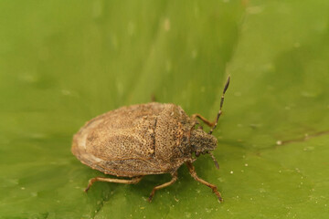 bug on a leaf